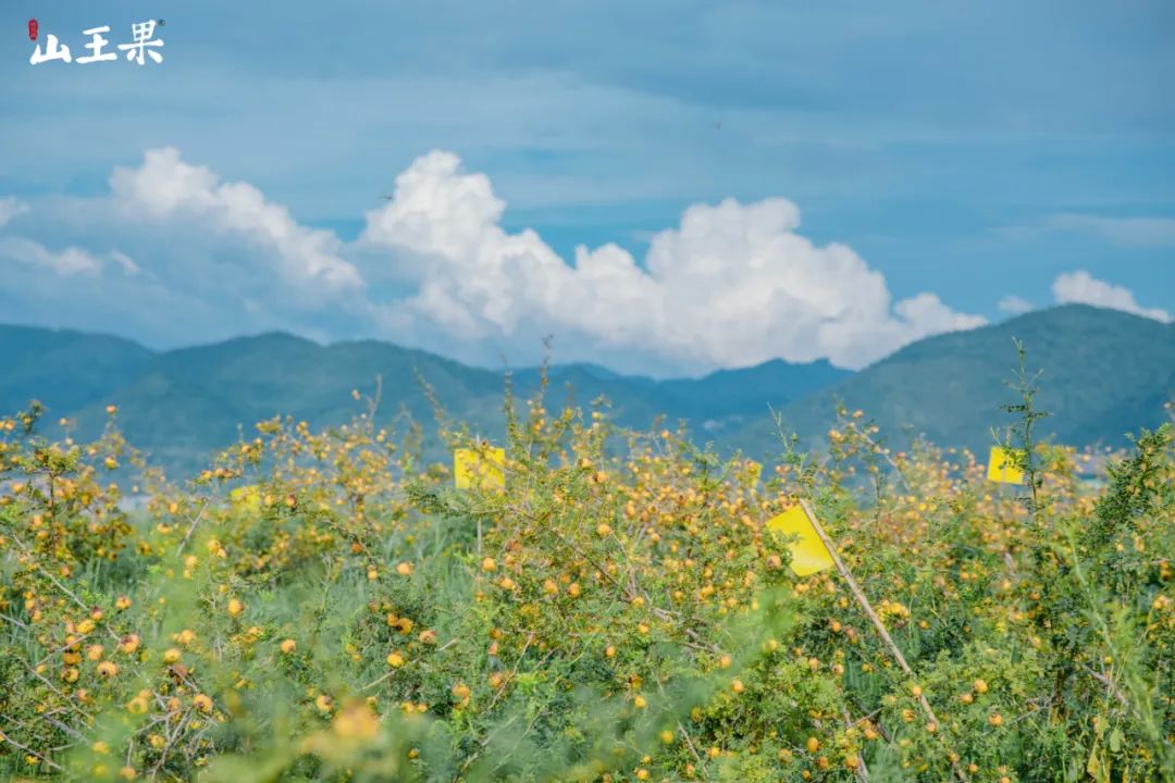 山王果